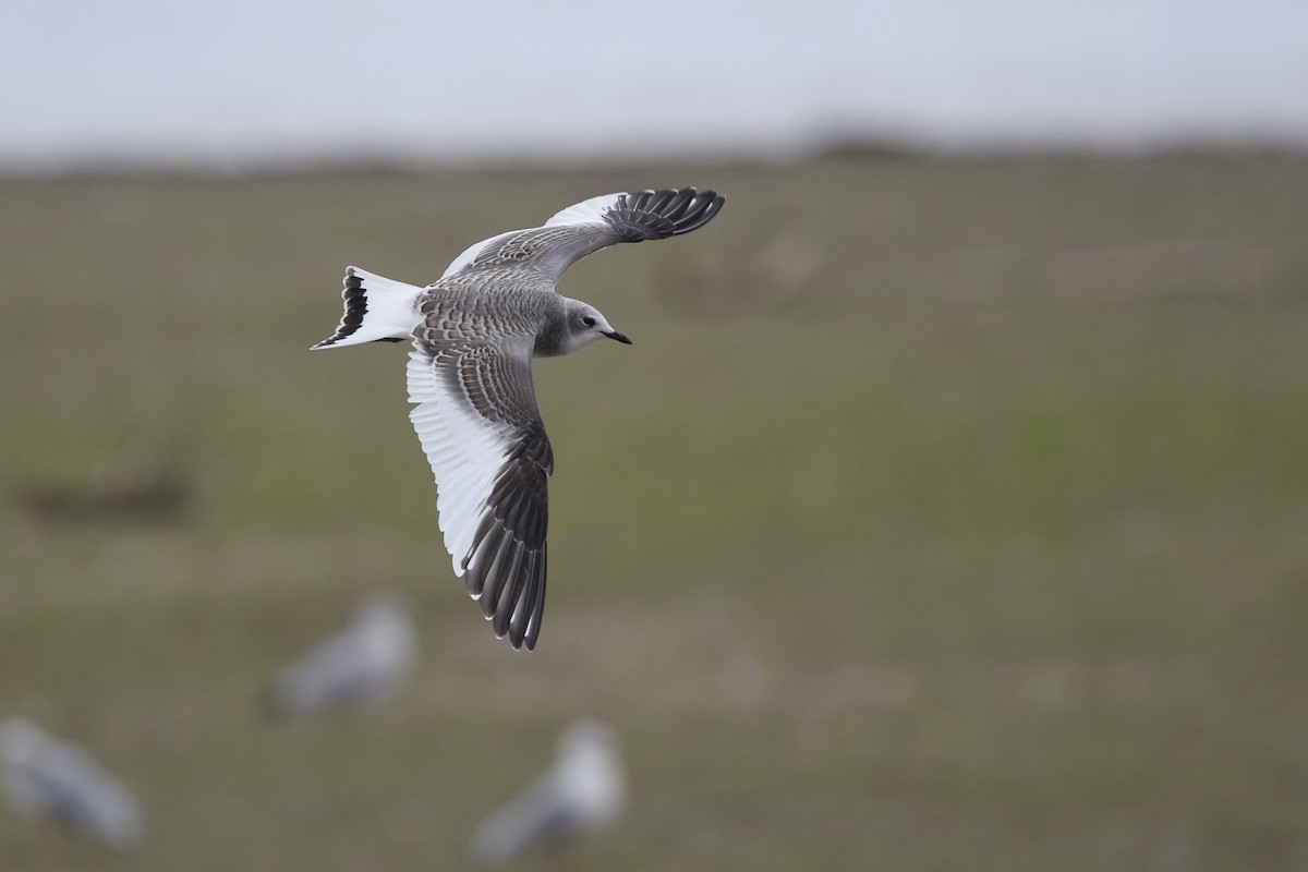 Sabine's Gull - Andy Reago &  Chrissy McClarren