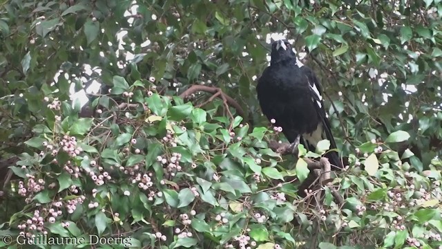 Australian Magpie - ML365605291