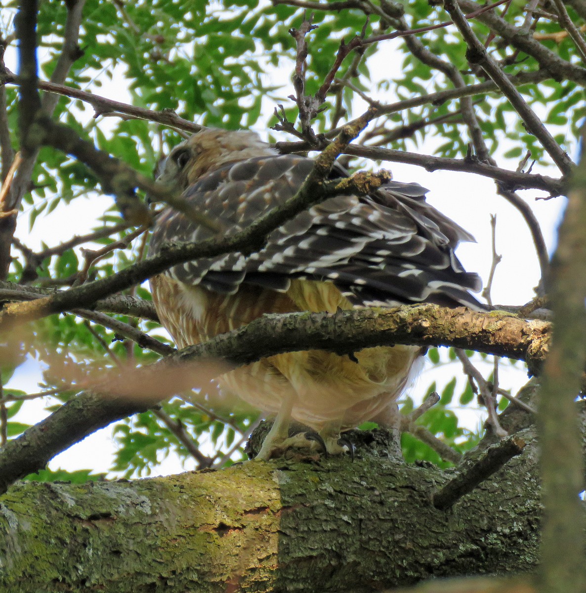 Red-shouldered Hawk - ML365606451