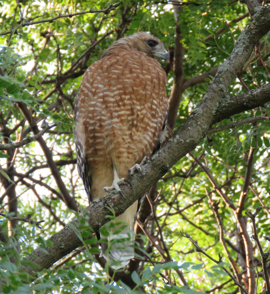 Red-shouldered Hawk - ML365606481