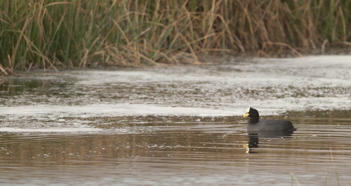 Red-gartered Coot - Giselle Mangini