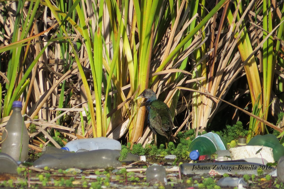 Purple Gallinule - ML36560921