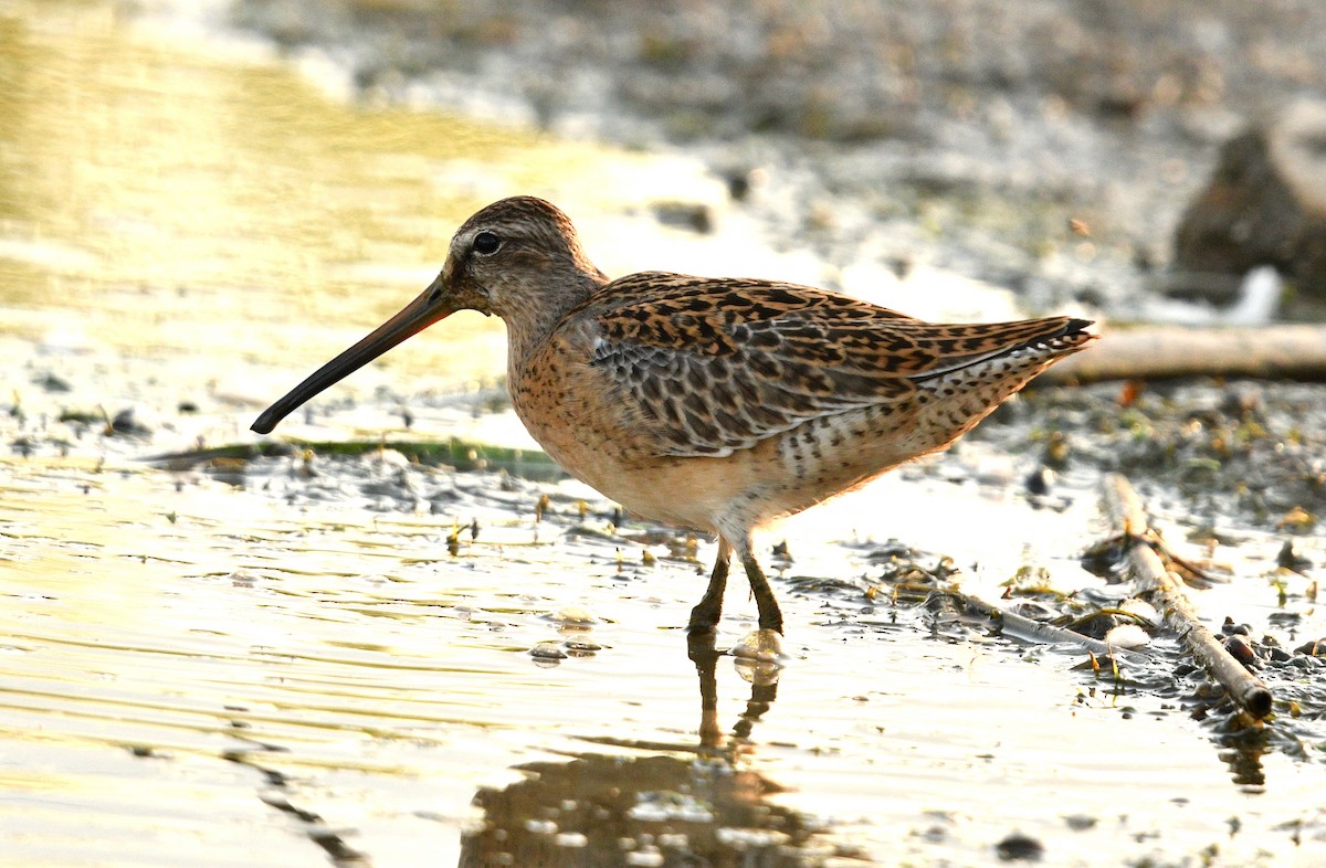 Short-billed Dowitcher - Stéphane Barrette