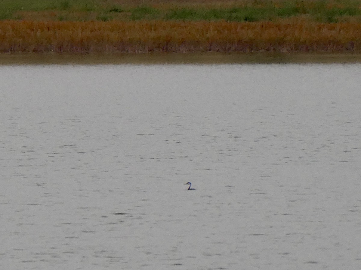 Western Grebe - ML365610321