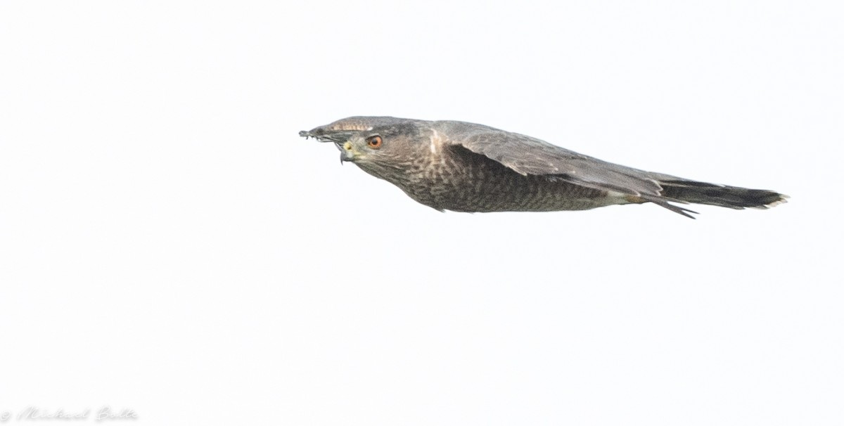 Cooper's Hawk - ML365610671