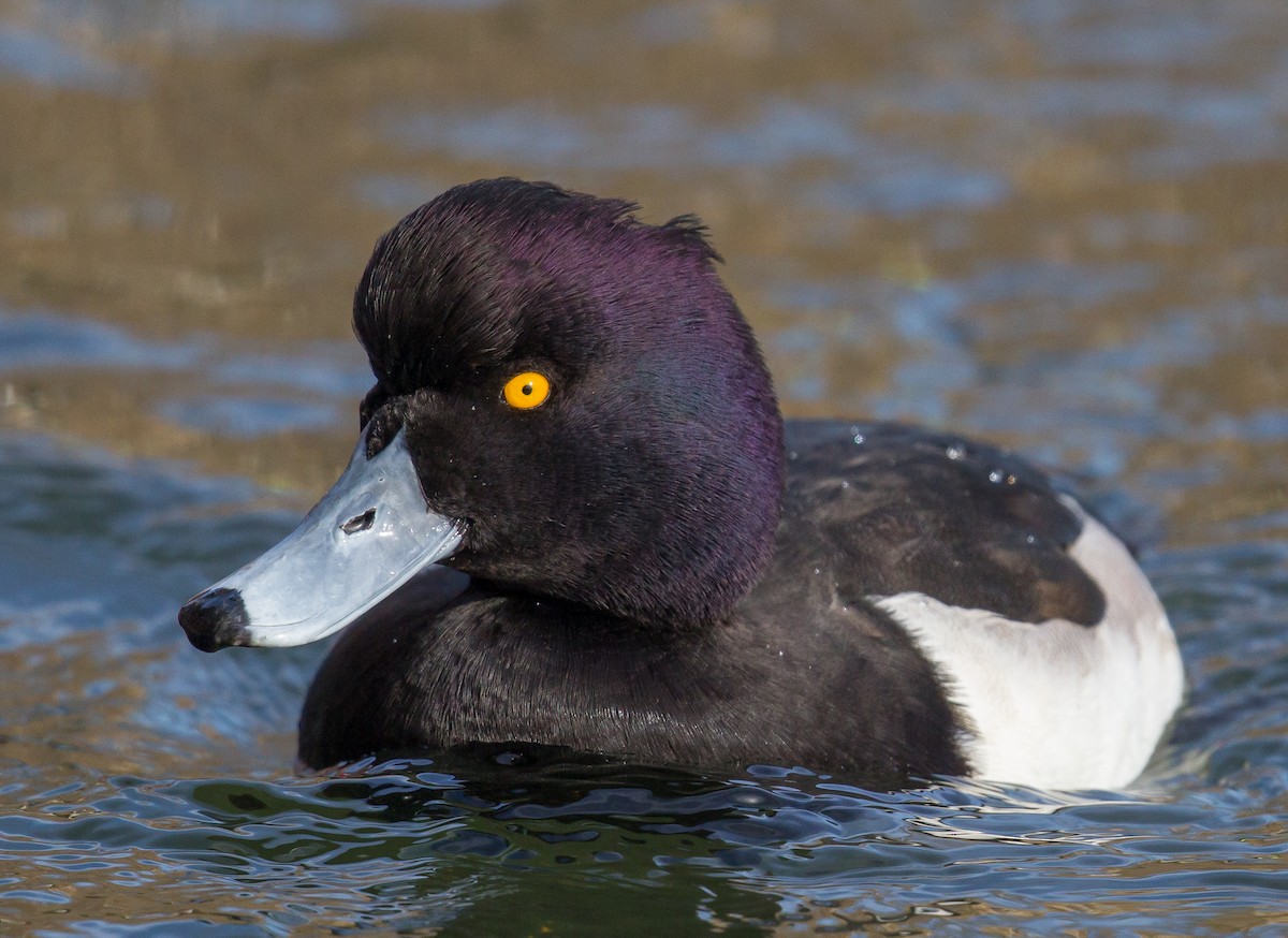 Tufted Duck - Caroline Lambert