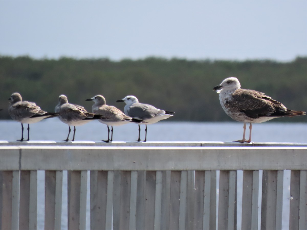 Lesser Black-backed Gull - ML365614341