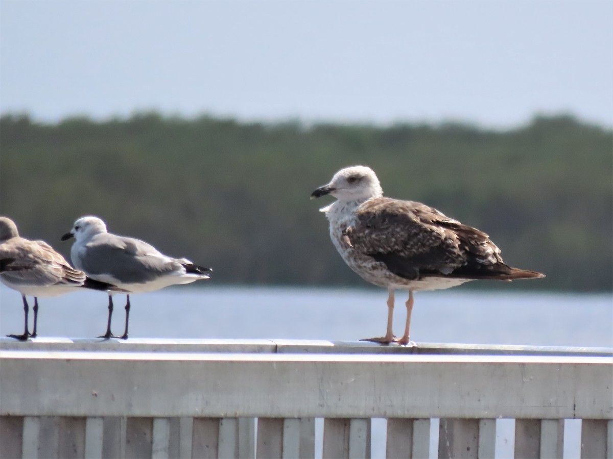 Lesser Black-backed Gull - bineshii iikwe