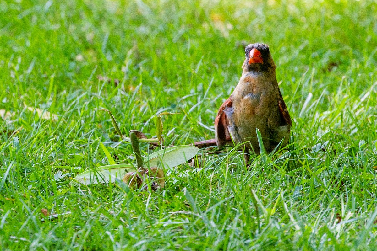 ショウジョウコウカンチョウ - ML365614661