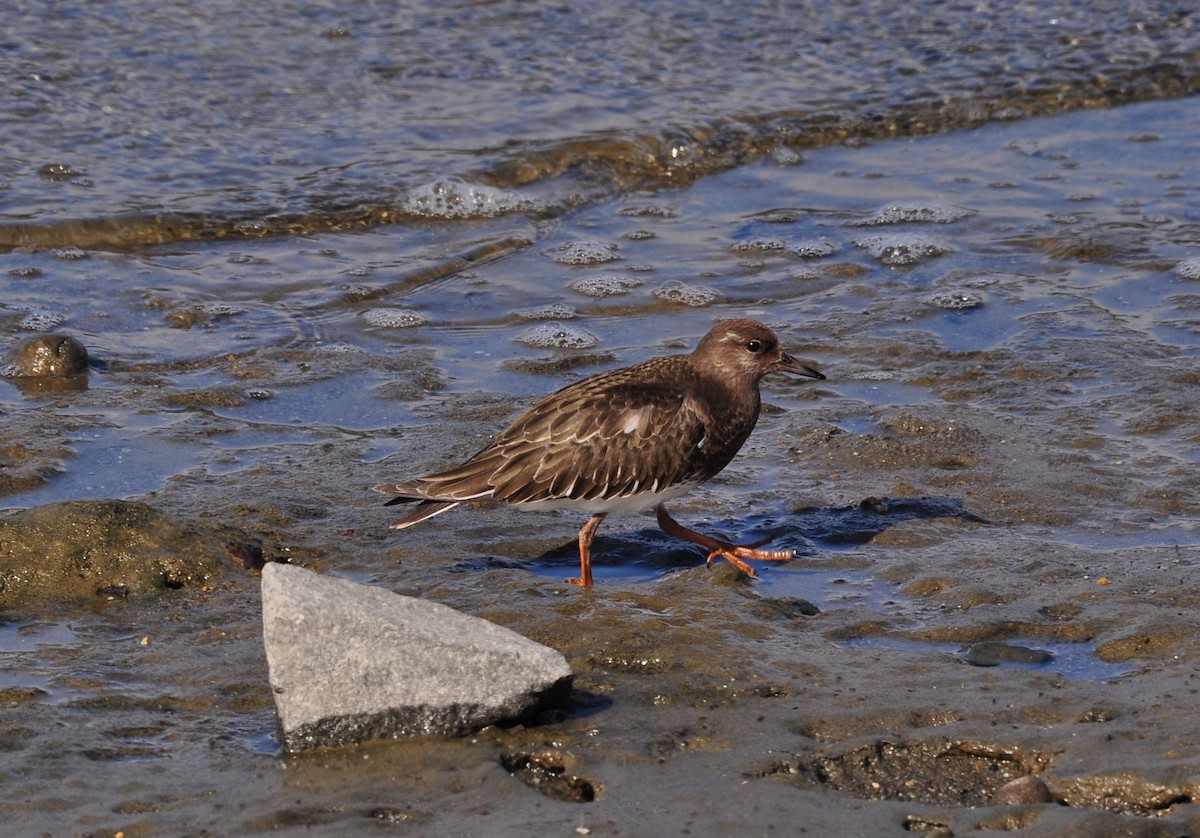 Black Turnstone - ML365614931