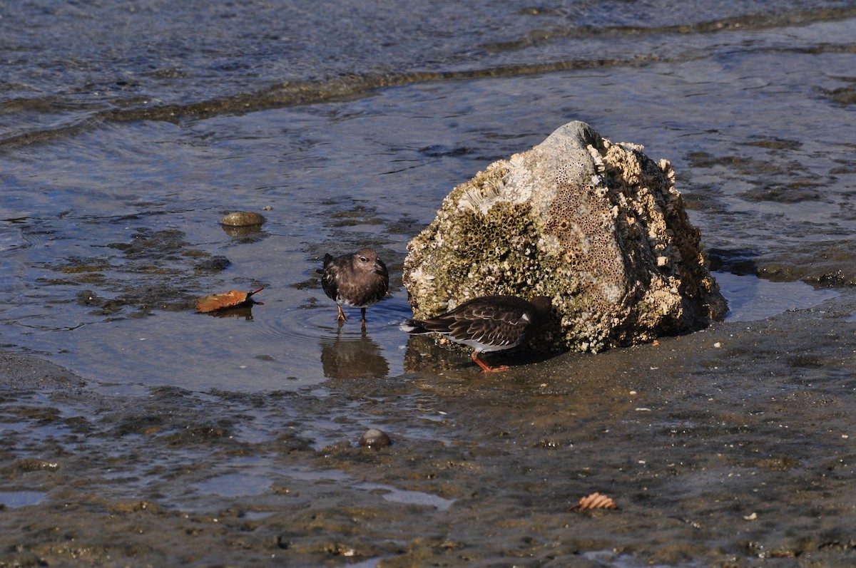 Black Turnstone - ML365614951