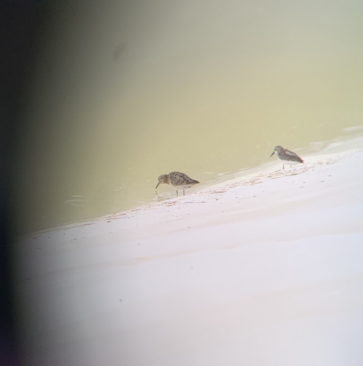 Pectoral Sandpiper - ML365615321