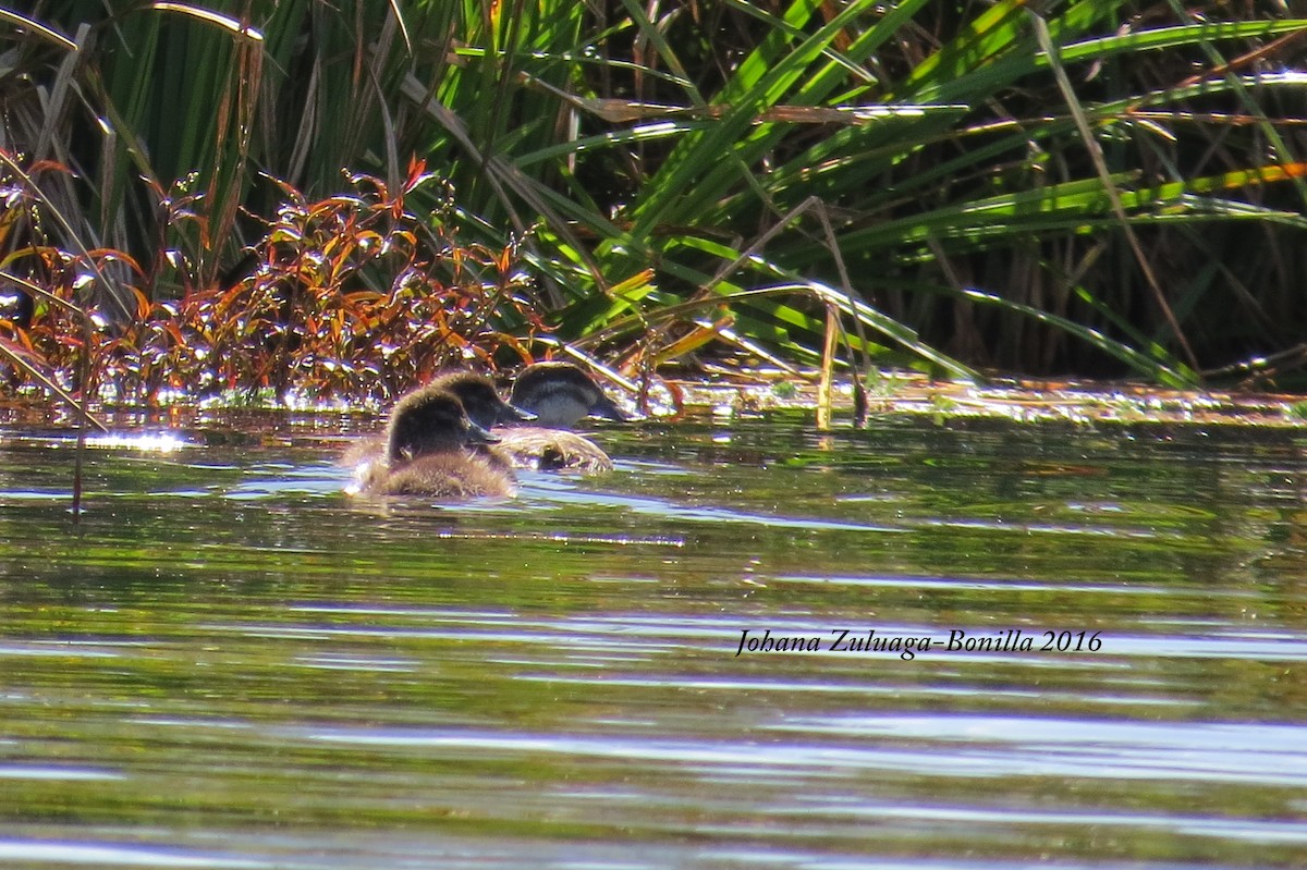 Andean Duck - ML36561631