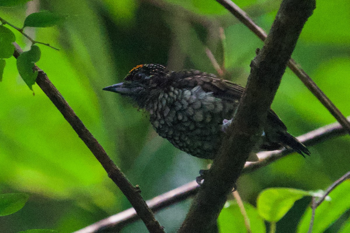 Scaled Piculet - Christopher Carlson