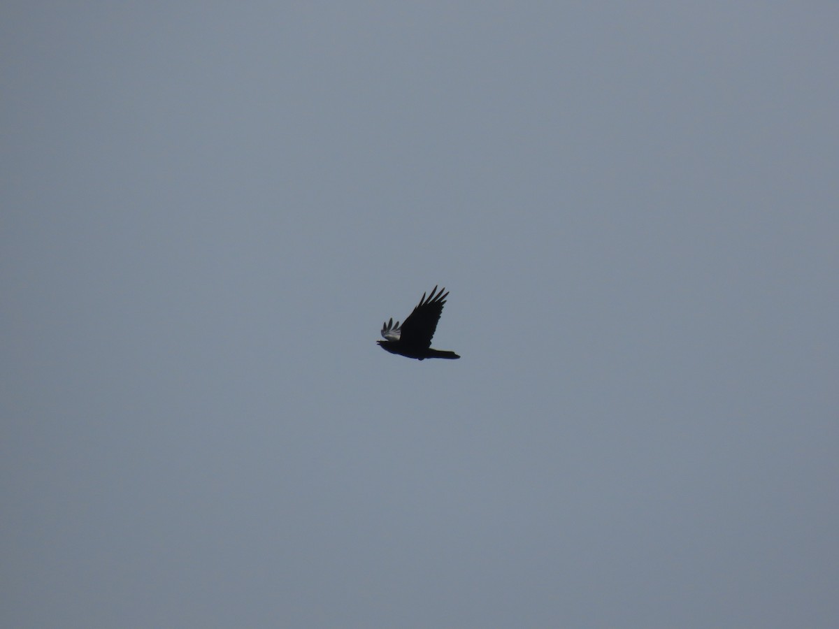 Common Raven - ML365617911