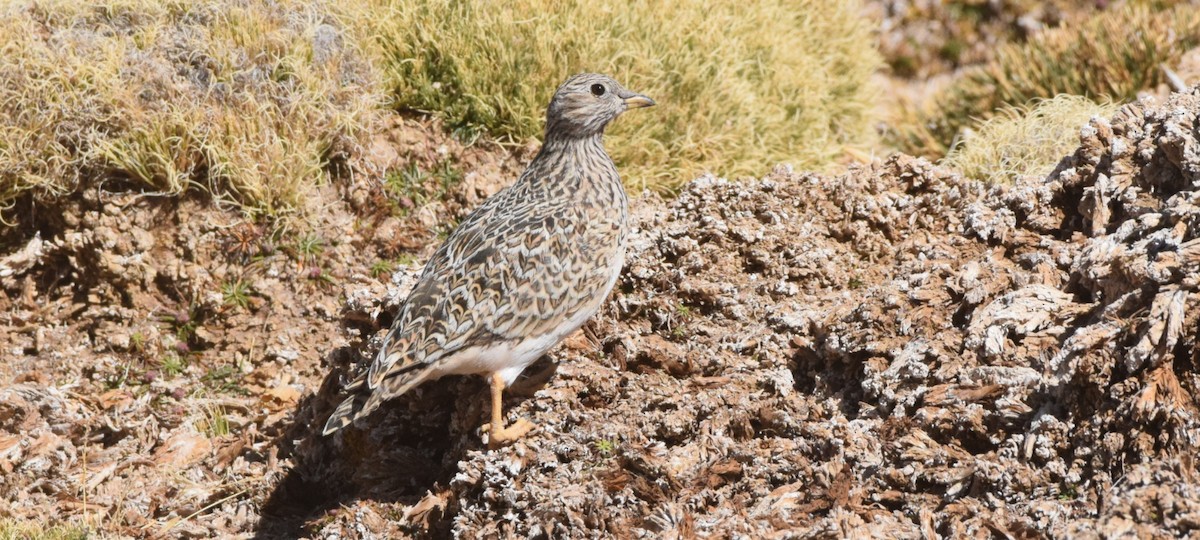 Gray-breasted Seedsnipe - ML365621561