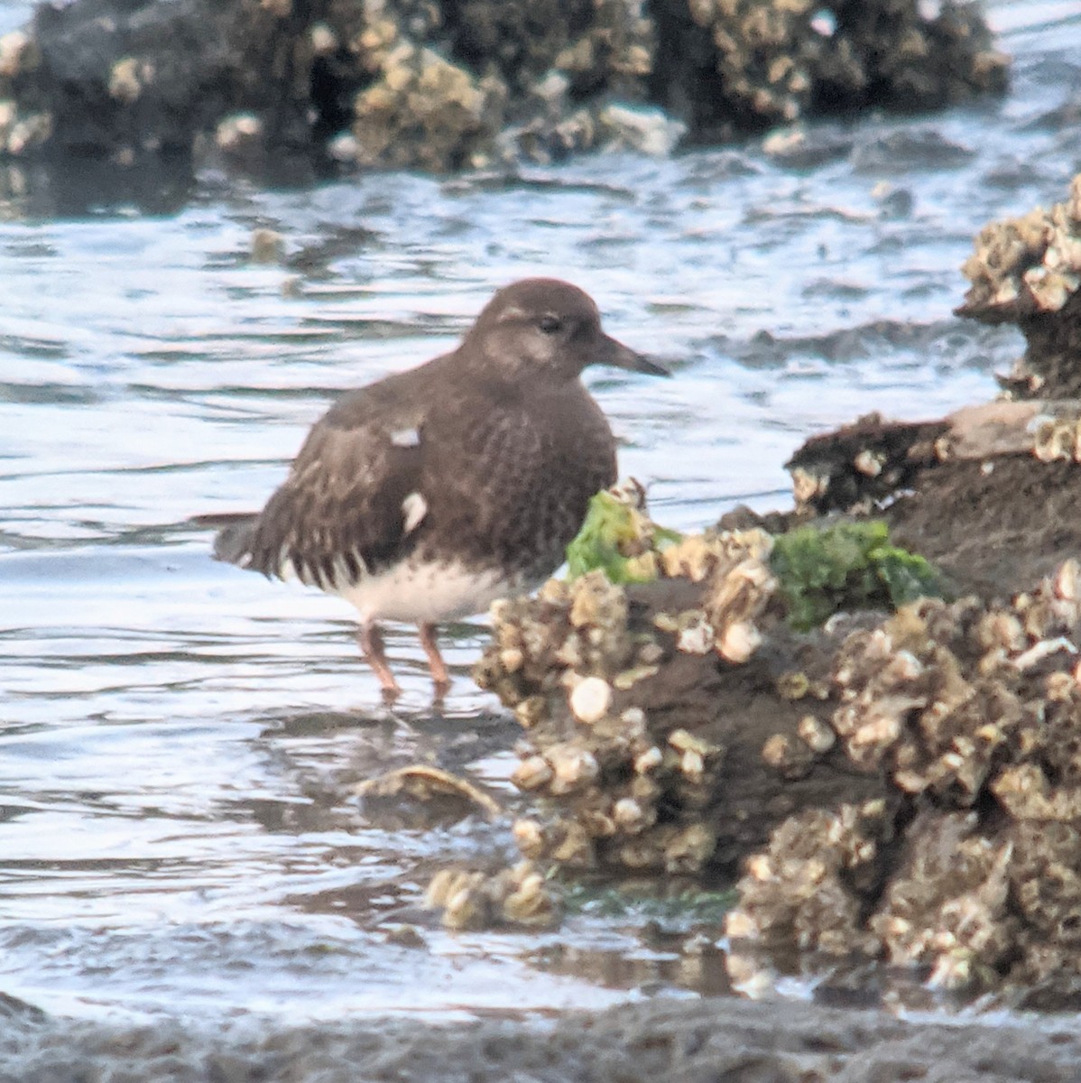 Black Turnstone - ML365622121