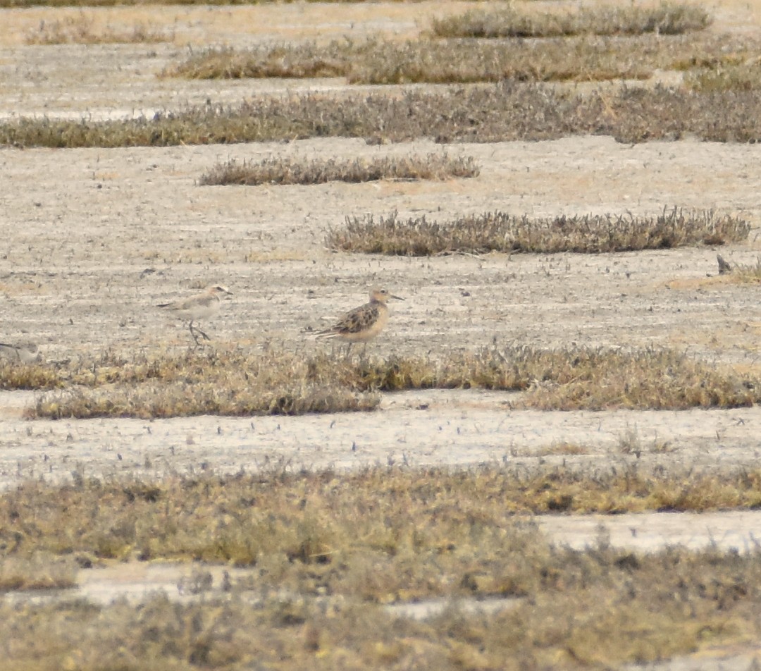 Buff-breasted Sandpiper - ML365622151