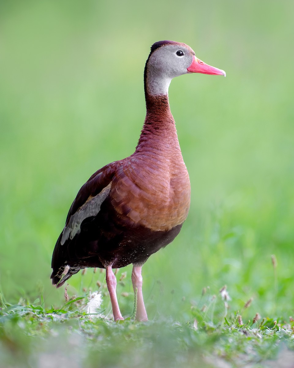 Black-bellied Whistling-Duck - ML365622211