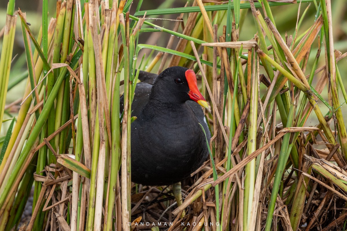 Eurasian Moorhen - ML365623431