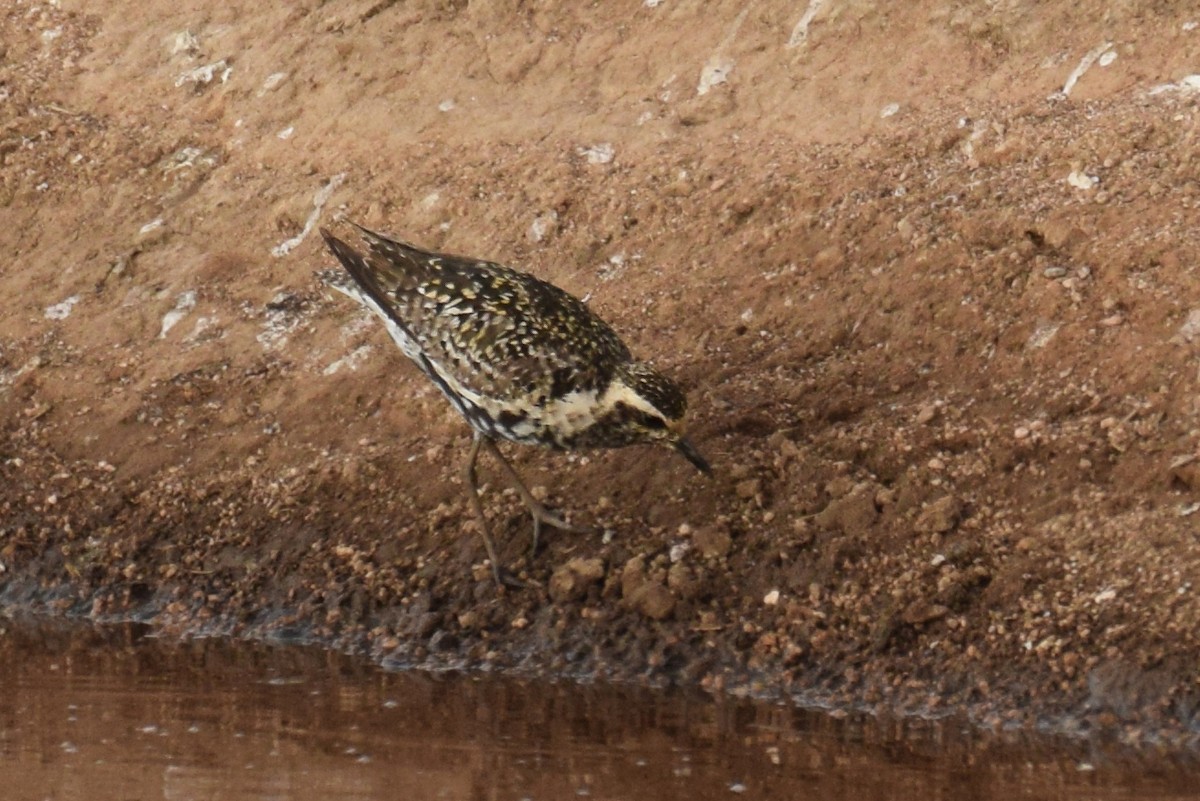 Chorlito Dorado Siberiano - ML365626401