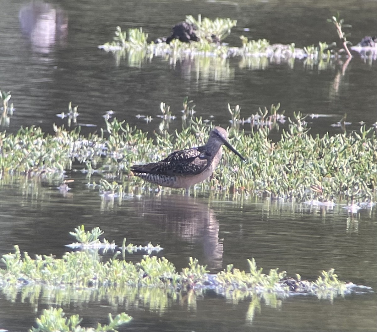 Long-billed Dowitcher - ML365628811