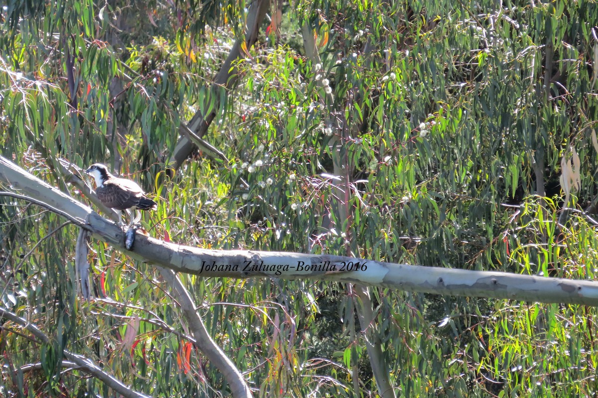 Águila Pescadora - ML36562901