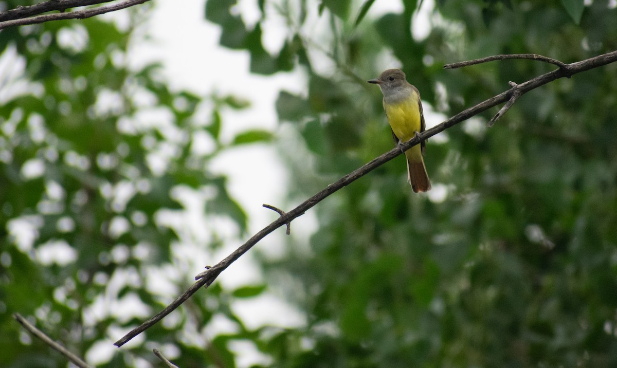 Great Crested Flycatcher - ML365629261