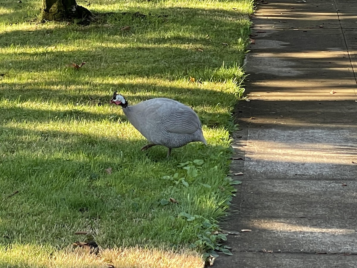Helmeted Guineafowl (Domestic type) - ML365629271