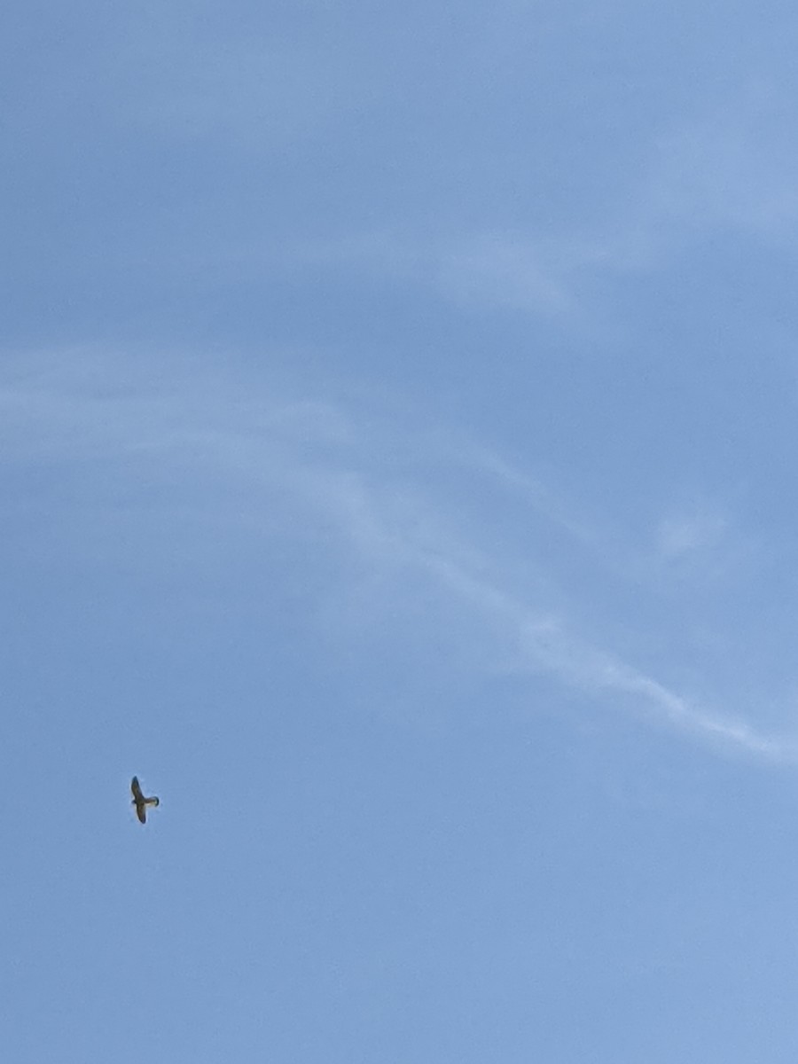 Nankeen Kestrel - ML365631251