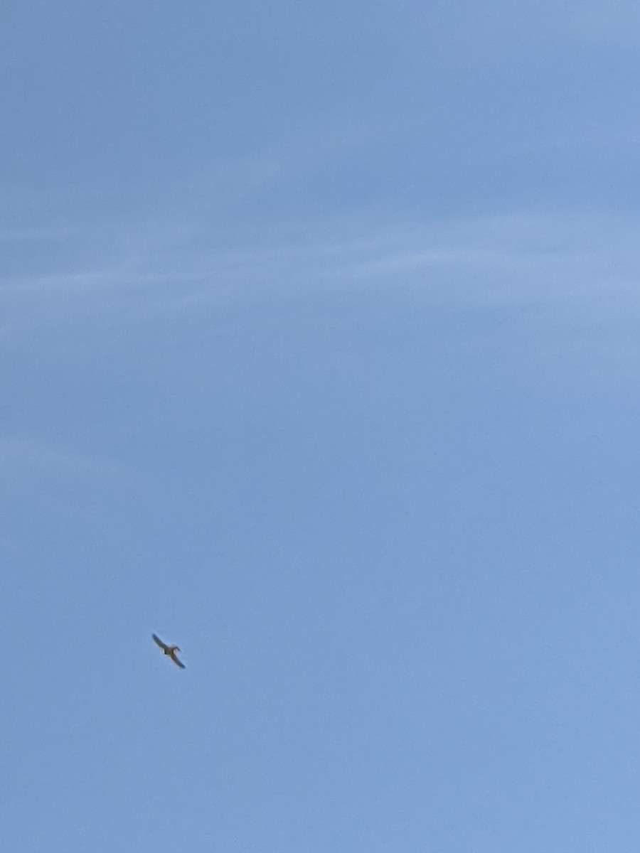 Nankeen Kestrel - ML365631261