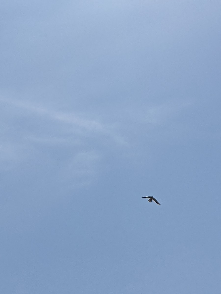 Nankeen Kestrel - ML365631471