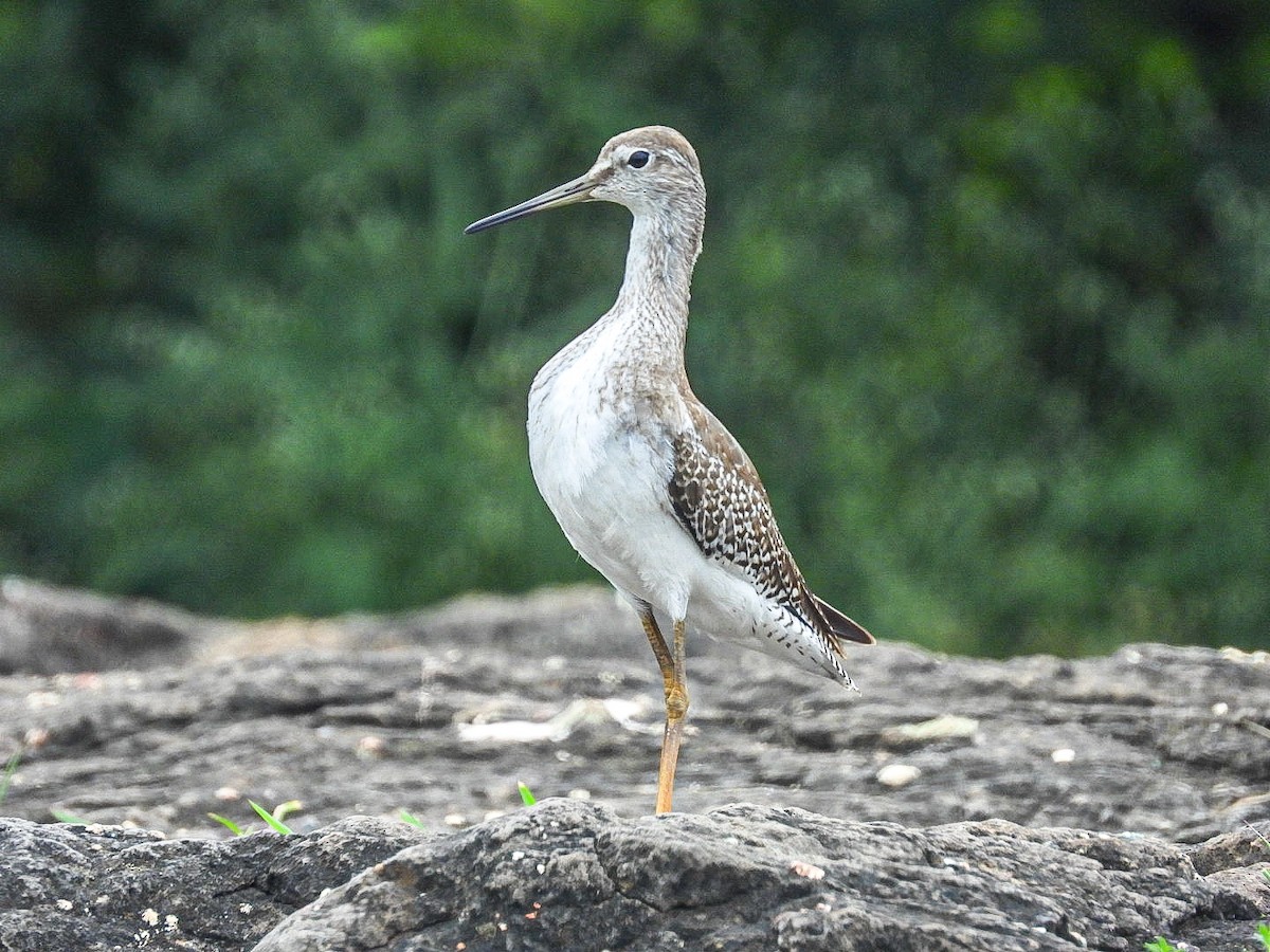 Common Redshank - Lakshmikant Neve