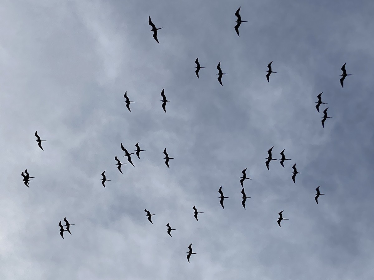 Magnificent Frigatebird - ML365632131