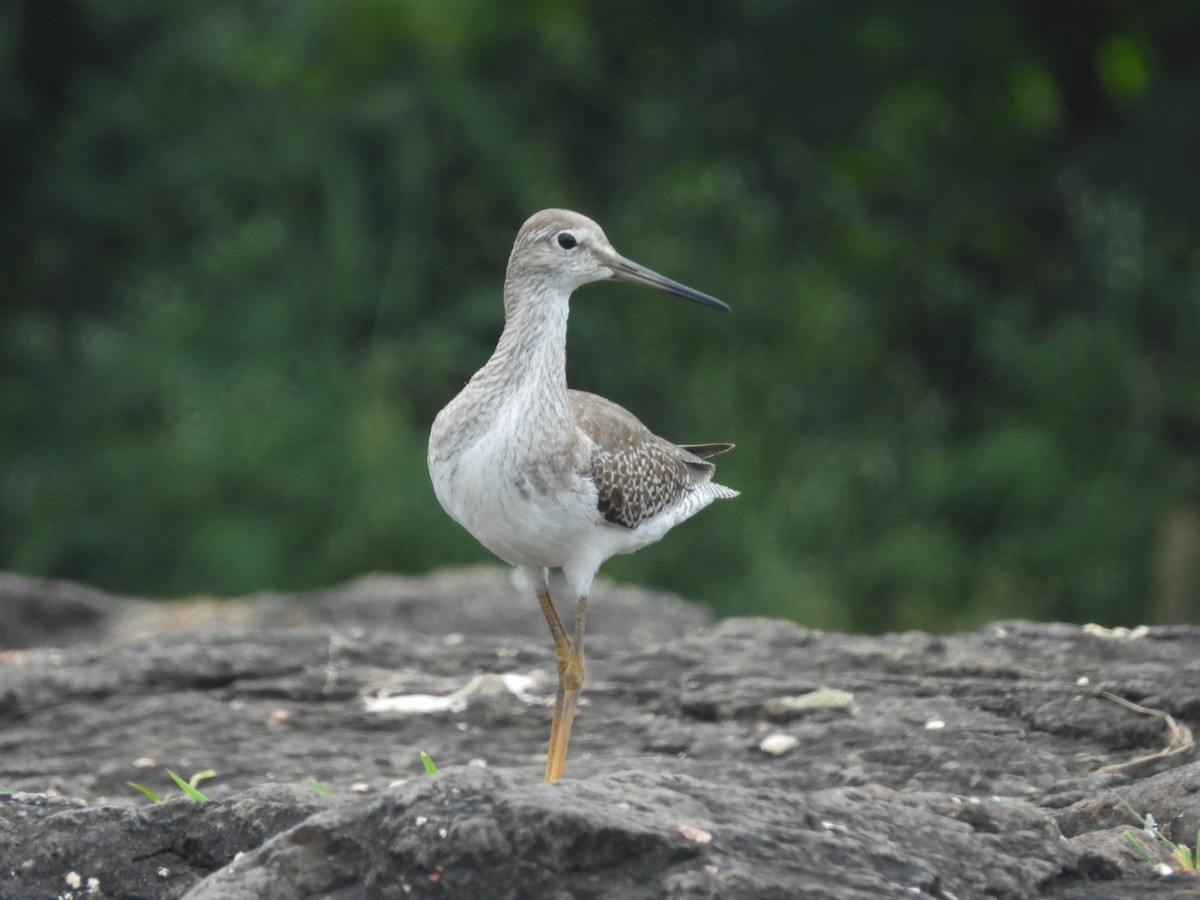 Common Redshank - Lakshmikant Neve