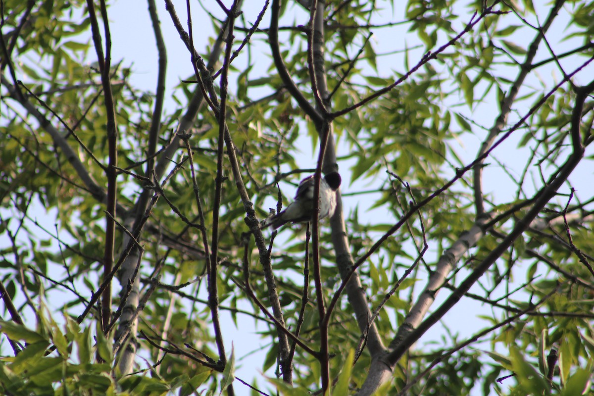 Eastern Kingbird - ML365633131