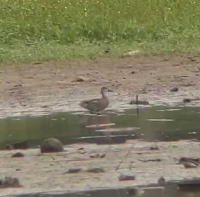Blue-winged Teal - ML365633251
