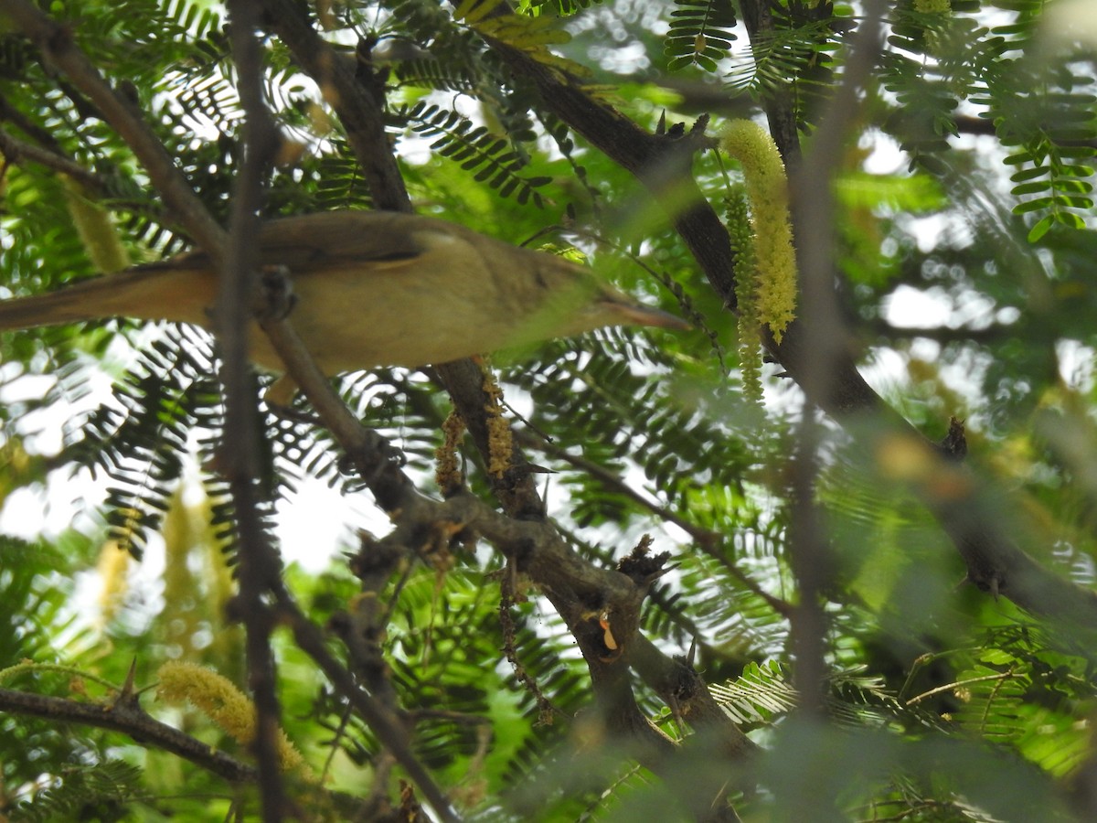 Clamorous Reed Warbler - KARTHIKEYAN R