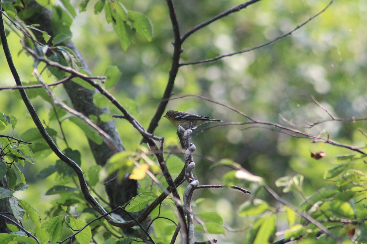 Blackburnian Warbler - ML365634071