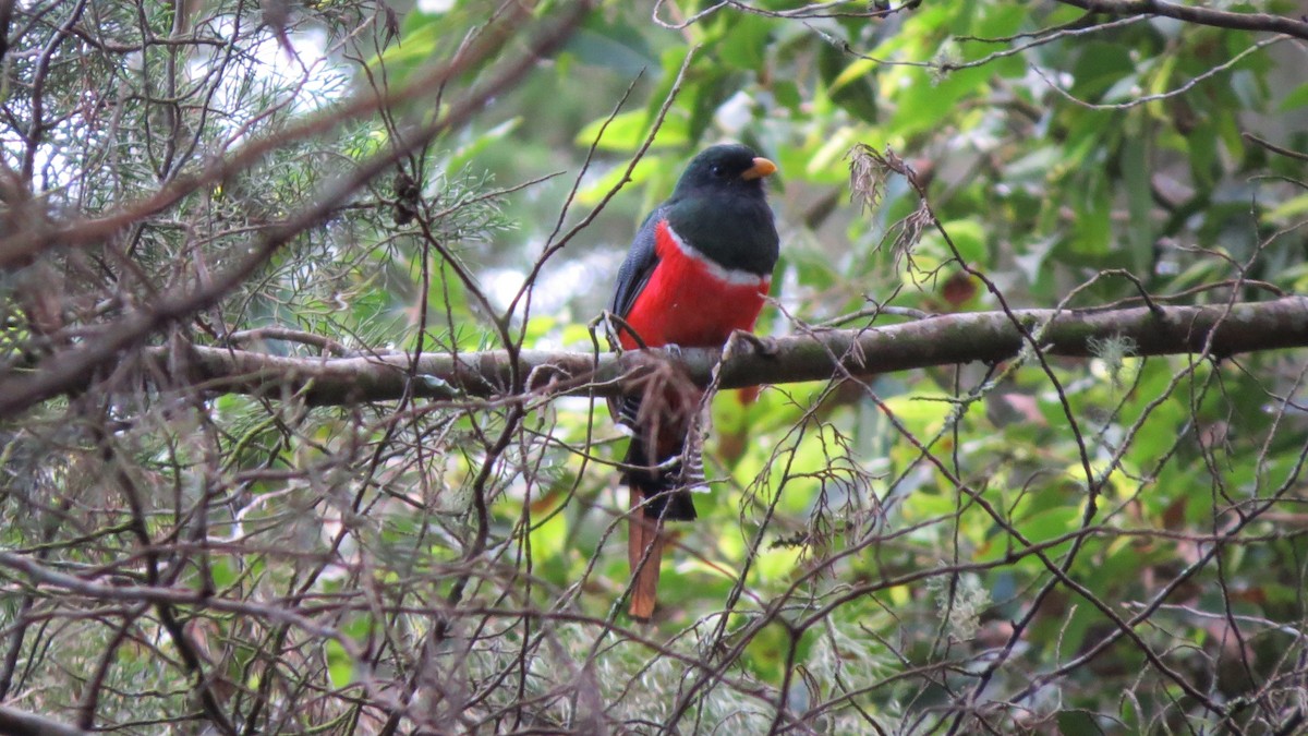 Collared Trogon - Benjamin Rivera Birding Tour Guide