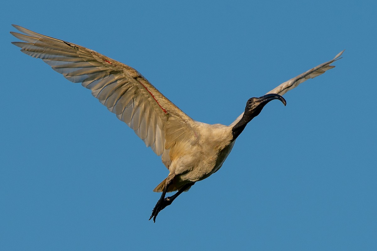 ibis černohlavý - ML365636181