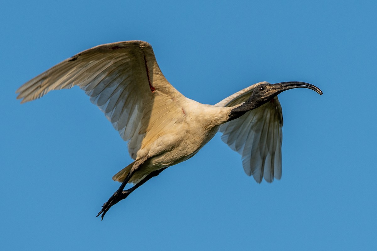 ibis černohlavý - ML365636381