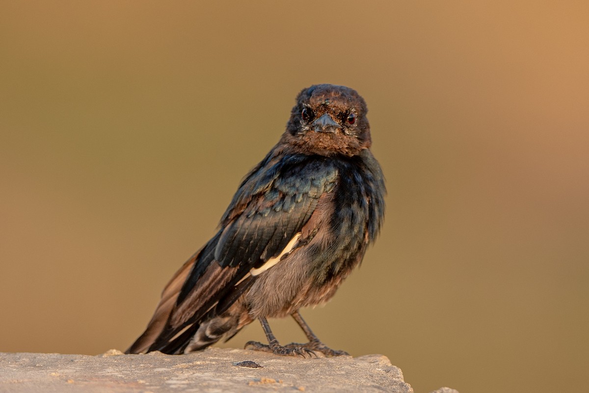 Black Drongo - ML365636411