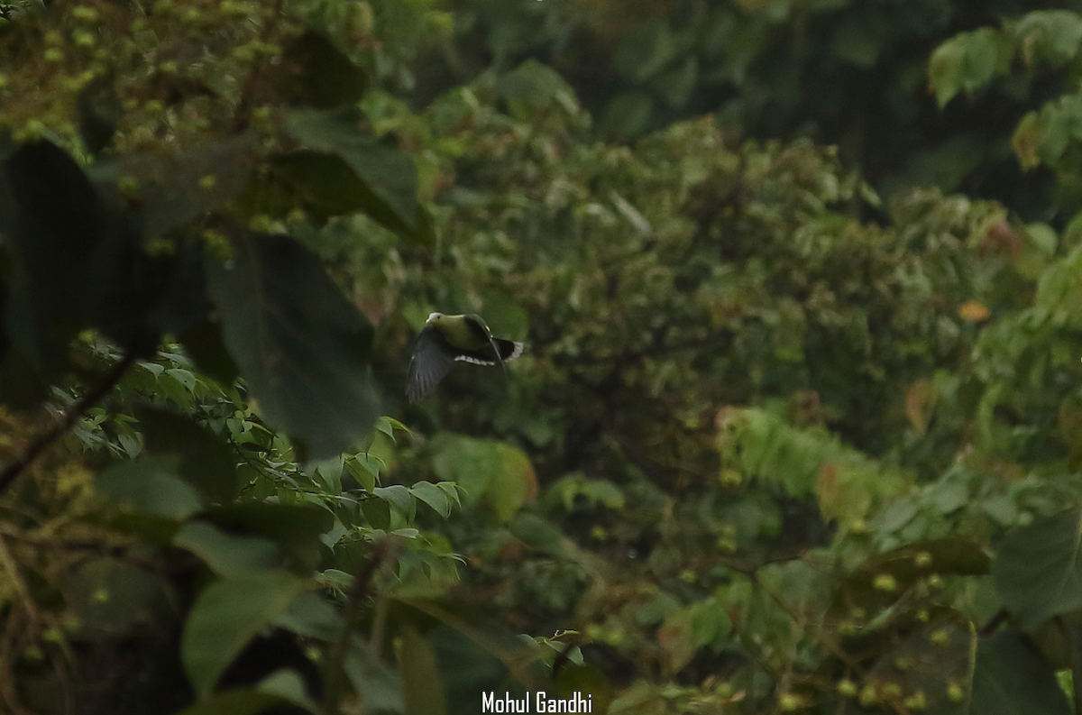 Gray-fronted Green-Pigeon - ML365636861