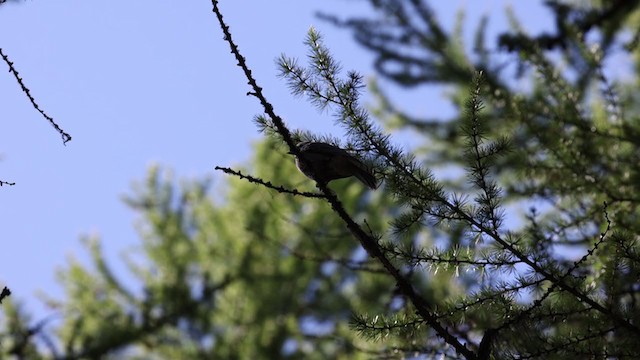 Canada Jay - ML365637361