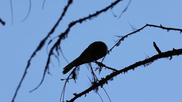 Canada Jay - ML365637601