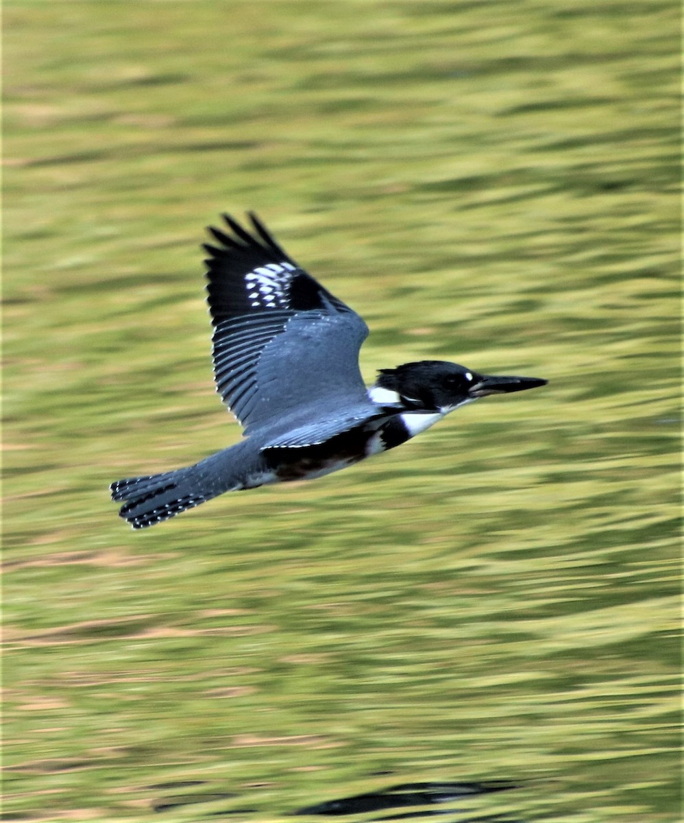 Belted Kingfisher - ML365638061