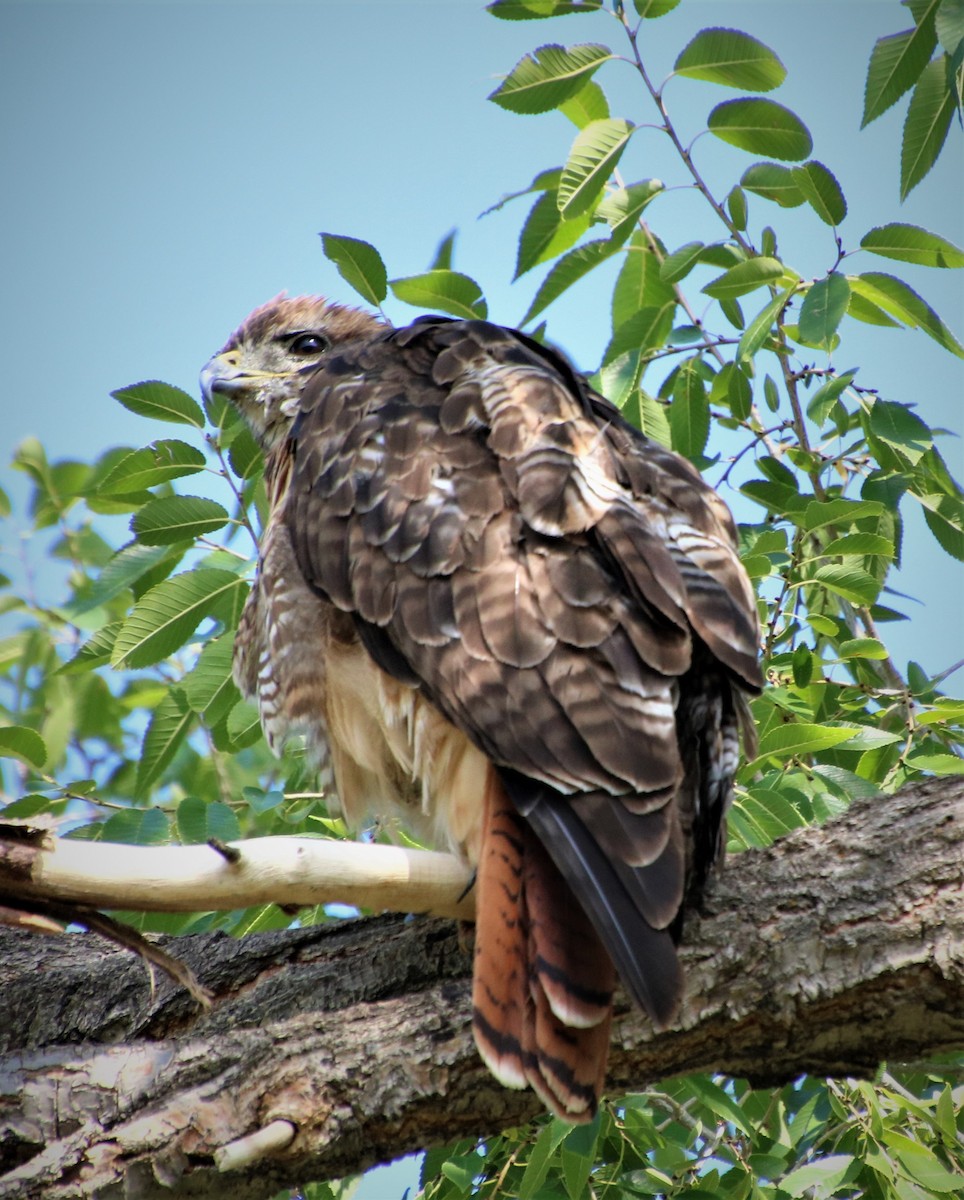 Red-tailed Hawk - ML365638801