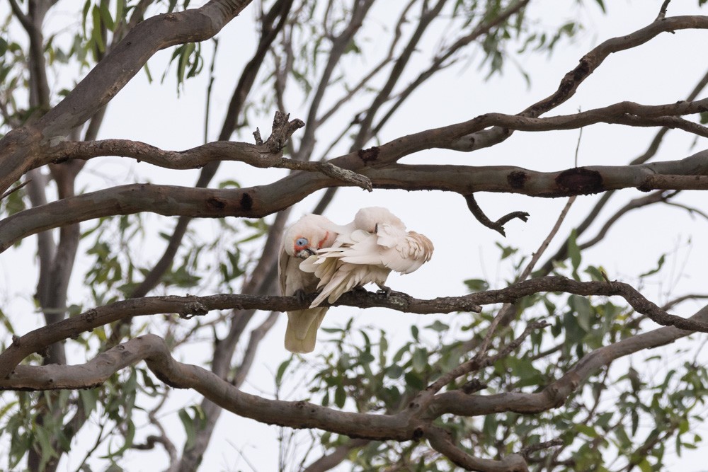 Long-billed Corella - ML36563881