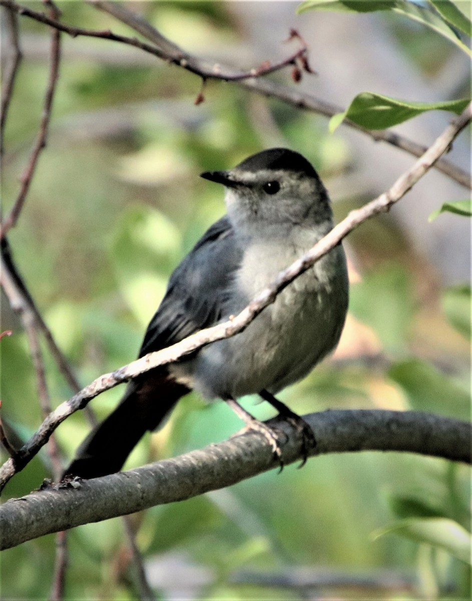 Gray Catbird - ML365639121